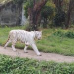 Tina Desai Instagram - The White Bengal Tiger in all its glory 🥰😍🤩❤️