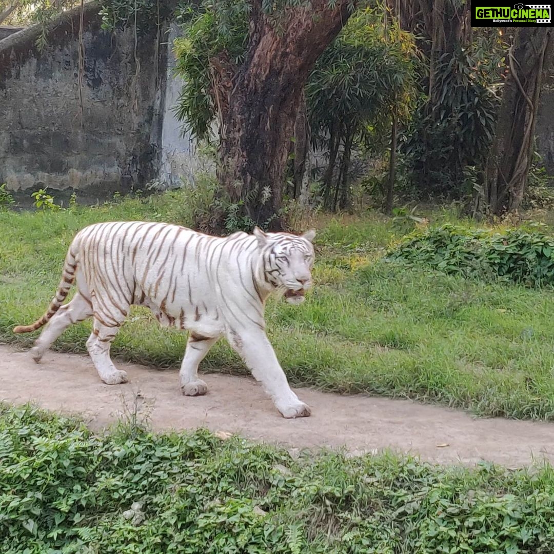 Tina Desai Instagram - The White Bengal Tiger in all its glory 🥰😍🤩❤️