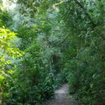 Tina Desai Instagram – For my first hike up a mountain, I chose a Brazilian rainforest. Possibly the best place to start? #tijuca #rainforest #mountainhike #southamerica #firsthike #foreveronvacation