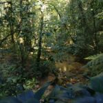 Tina Desai Instagram - For my first hike up a mountain, I chose a Brazilian rainforest. Possibly the best place to start? #tijuca #rainforest #mountainhike #southamerica #firsthike #foreveronvacation