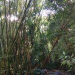 Tina Desai Instagram - For my first hike up a mountain, I chose a Brazilian rainforest. Possibly the best place to start? #tijuca #rainforest #mountainhike #southamerica #firsthike #foreveronvacation