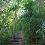 Tina Desai Instagram - For my first hike up a mountain, I chose a Brazilian rainforest. Possibly the best place to start? #tijuca #rainforest #mountainhike #southamerica #firsthike #foreveronvacation