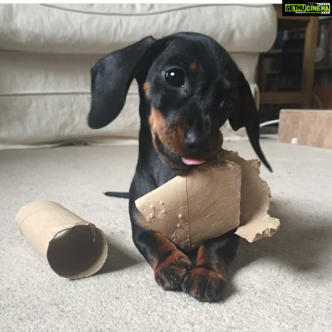 Tina Desai Instagram - I mean.... can anything get cuter??