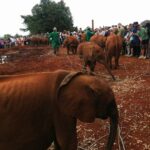 Tina Desai Instagram - Elephant orphanage, #Kenya