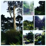 Tina Desai Instagram - #botanicalgarden #sf