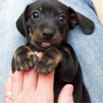Tina Desai Instagram – Another utterly butterly delicious puppy!!! <3