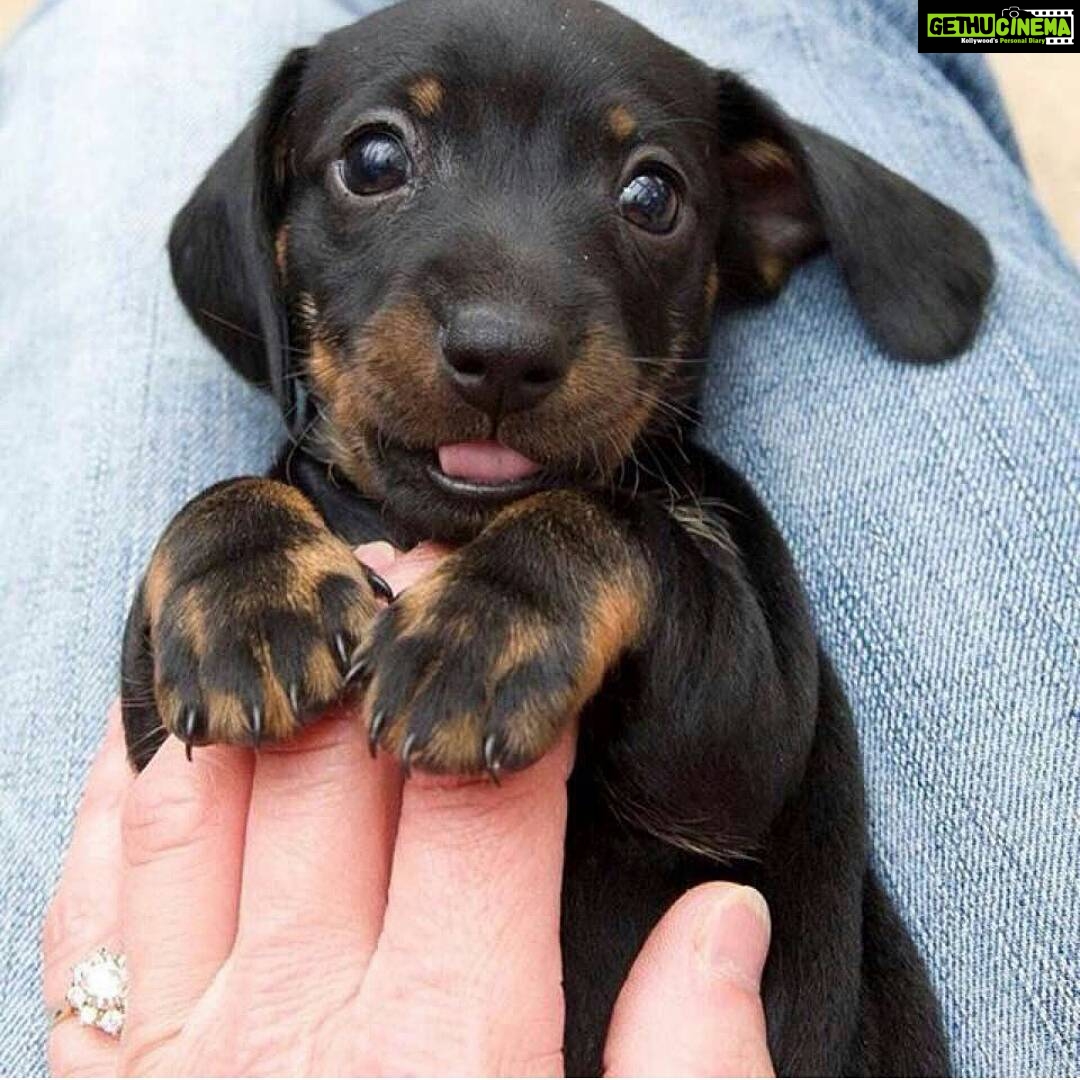Tina Desai Instagram - Another utterly butterly delicious puppy!!! <3