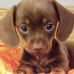 Tina Desai Instagram – I can’t get over how cute this puppy is!!! I could eat him for dessert! Or put him in a showcase!!! <3 <3 <3