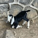 Tripti Dimri Instagram – I goat ya! 🌸😉
