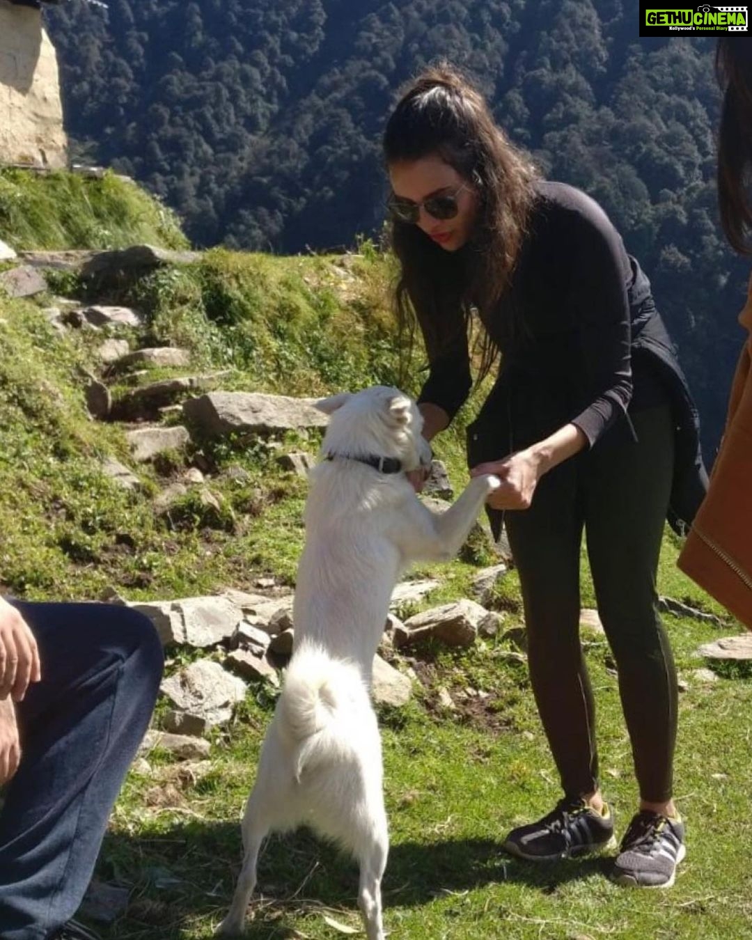 Tripti Dimri - 58.8K Likes - Most Liked Instagram Photos