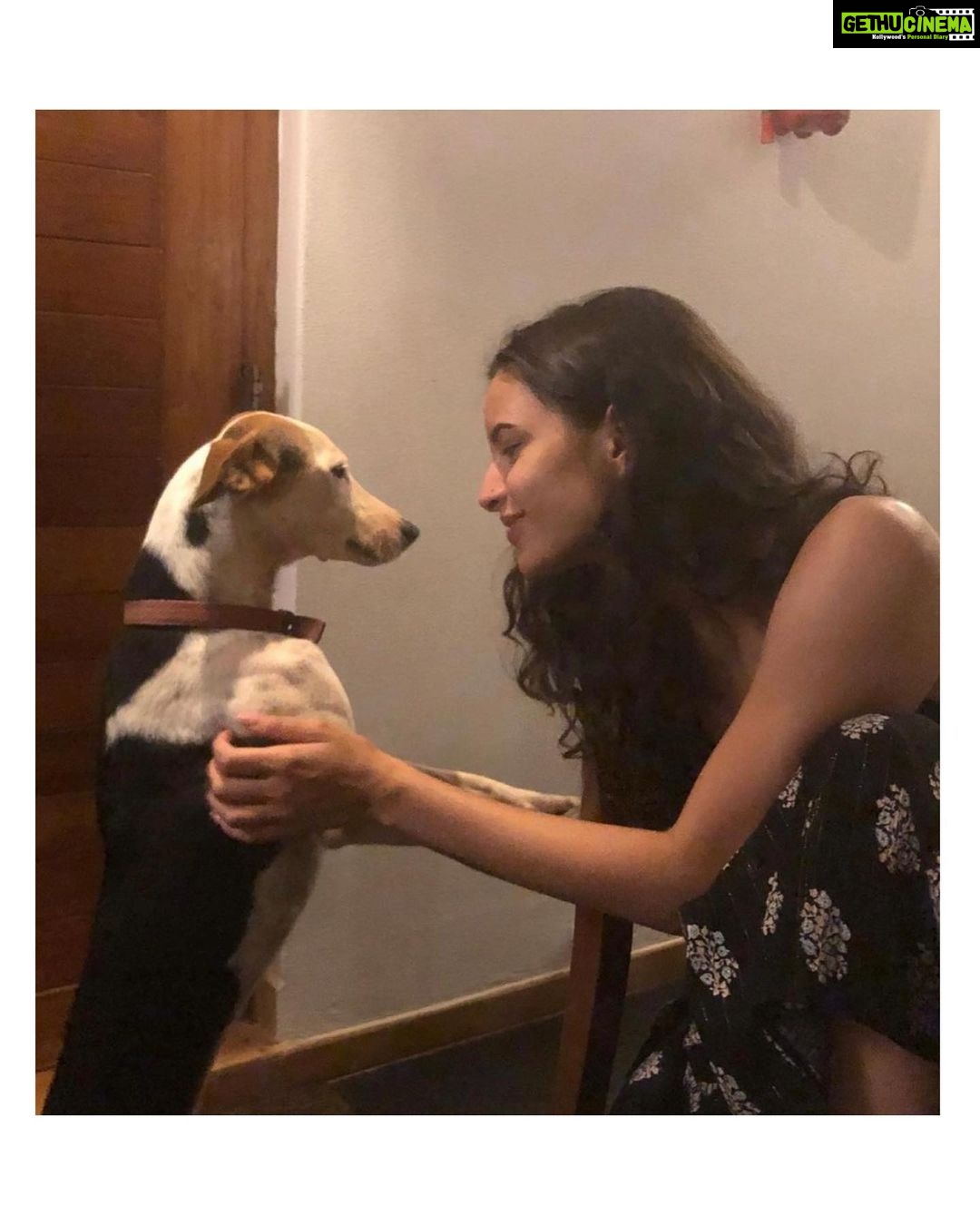 Tripti Dimri Instagram - This little one quietly came and sat next to me.... And I didn't get scared at all.. You might think what's the big deal in that.. But trust me..people who know me from long know that I was cynophobic for a really long time.. can't even tell you what all I have done to avoid any kind of encounter with dogs...I would stay away from those 'dog areas...would simply avoid visiting friends or family who had a pet dog....if I was going somewhere and a dog came in my way.. I would change the route.... Then two years back my flatmate got a dog home.. We call her ziggy….the first dog I ever touched..and played with and she changed the game for me..I used to be shitt scared of her too even though she was hardly a month old when I first met her.. I would just keep avoiding her…. She would come to play with me and I would just run away ….it was damn funny for my flatmates….then one fine day I shut my eyes and put my hand in her mouth..and to my surprise she didn’t bite me.. She just licked my hand.. and looked super cute doing that.. I guess thats how I got over my fear of dogs I won't say that the fear has vanished but today I can understand their body language....touch them…play with them....and be comfortable when dogs are around.. Its taken me too long to realise that dogs are lovely creatures..they love human beings and love to be loved just as much.. So ..if you have cynophobia….. just try and pat a dog today…you’ll only get love in return.... After all there’s only love and happiness on the other side of fear❤️🐶