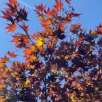 Aditi Chengappa Instagram - October 🍁 . . . #october #oktober #berlin #herbst #fall #ootd #autumn #nature #indiangirls #deutschland #tiergarten #schön Bezirk Mitte