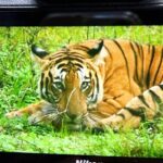 Andrea Jeremiah Instagram - @thebisonkabini 🐯❤️💫 #kabini #bisonkabini #tiger #nagarholenationalpark