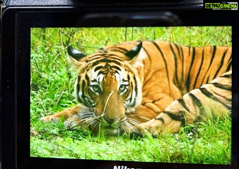 Andrea Jeremiah Instagram - @thebisonkabini 🐯❤️💫 #kabini #bisonkabini #tiger #nagarholenationalpark