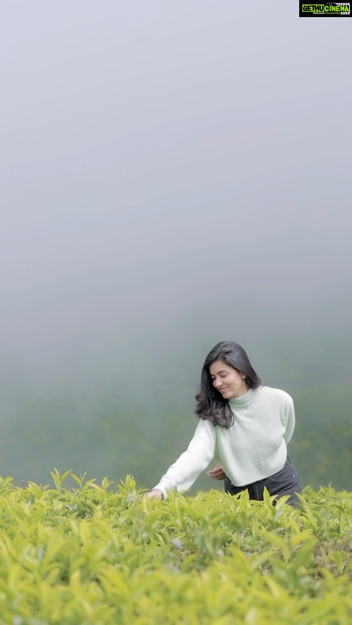 Anju Kurian Instagram - Wishing you all a beautiful day ahead filled with positivi-Tea 🍃! . . . 🎥- @abi_fine_shooters #teaplantation #positivity #naturelover #foggymorning #traveller #mothernature #greenery #teagarden #tealove #ınstagood #morningrun #mondaymood #vibeoftheday #happymonday