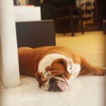 Arjun Kapoor Instagram - His life is a Long weekend... #Maximus