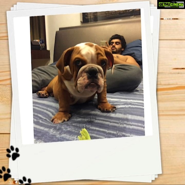 Arjun Kapoor Instagram - A humble appeal to all the pet parents 🙏🏻