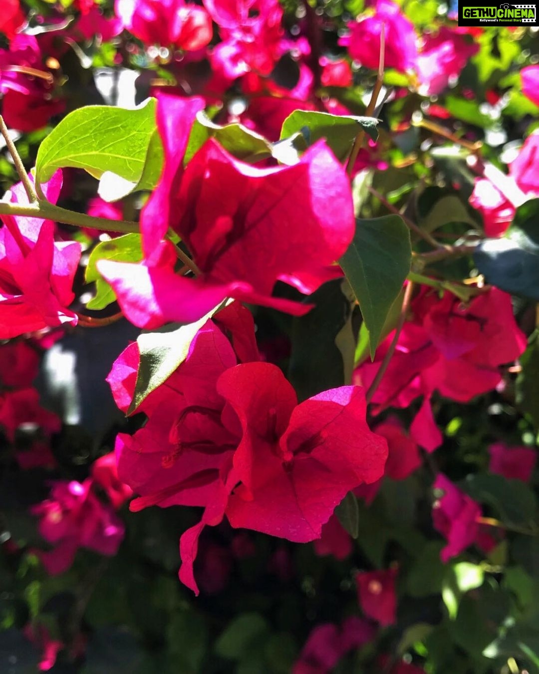 Arushi Sharma Instagram - Flowers grow back, even after they are stepped on. So will you #instagood