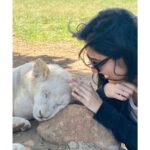 Ashika Ranganath Instagram - Hey Nala please wake up and say hi 🤚🏻🙈👻 Lion & Safari Park