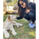 Ashika Ranganath Instagram – Best way to end our trip in South Africa! 
Huge thanks to team Raymo for making this happen ♥️
#lionandsafaripark🦁 #southafrica #cubs #lions Lion & Safari Park