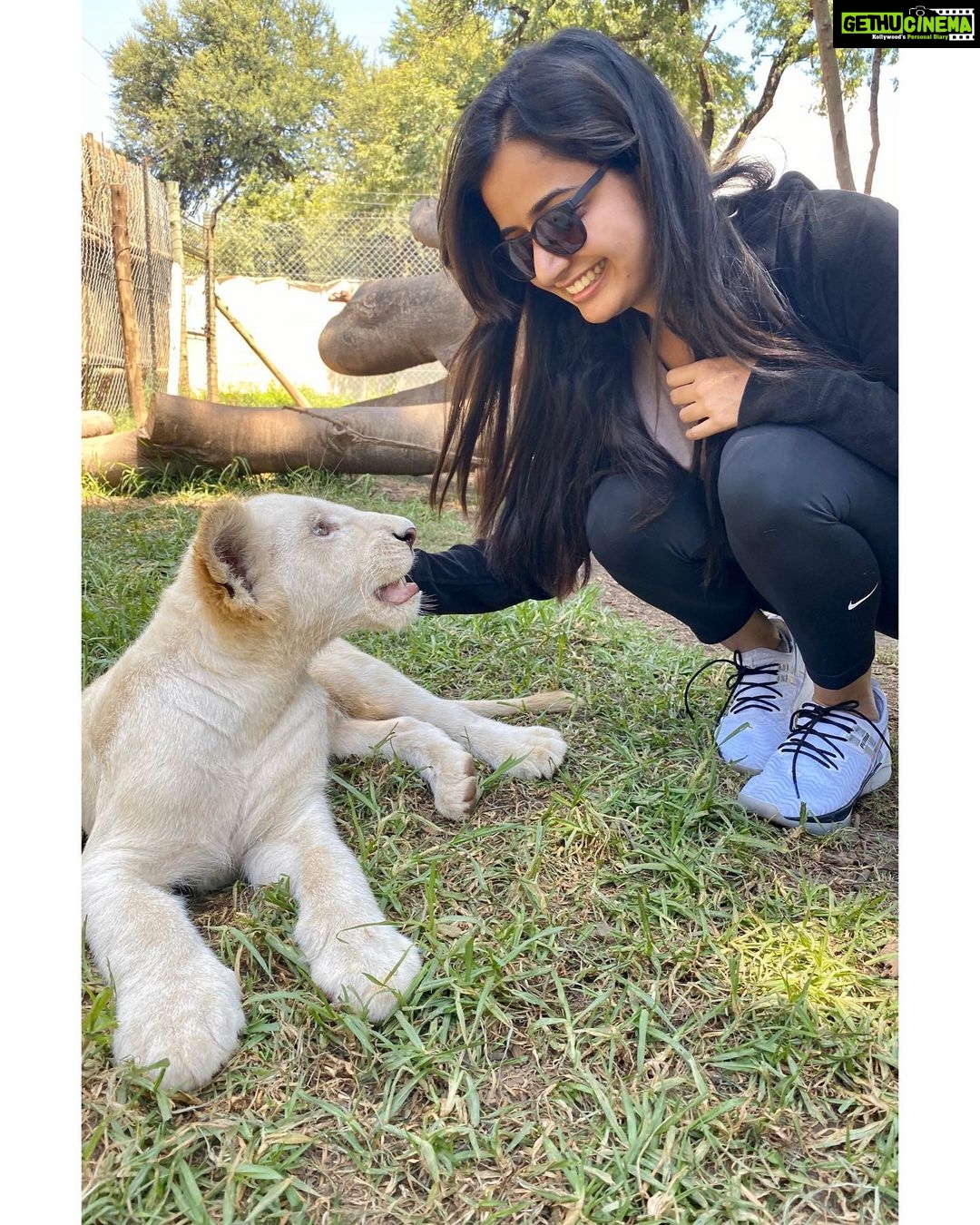 Ashika Ranganath Instagram - Best way to end our trip in South Africa! Huge thanks to team Raymo for making this happen ♥️ #lionandsafaripark🦁 #southafrica #cubs #lions Lion & Safari Park
