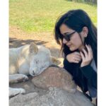 Ashika Ranganath Instagram - Hey Nala please wake up and say hi 🤚🏻🙈👻 Lion & Safari Park