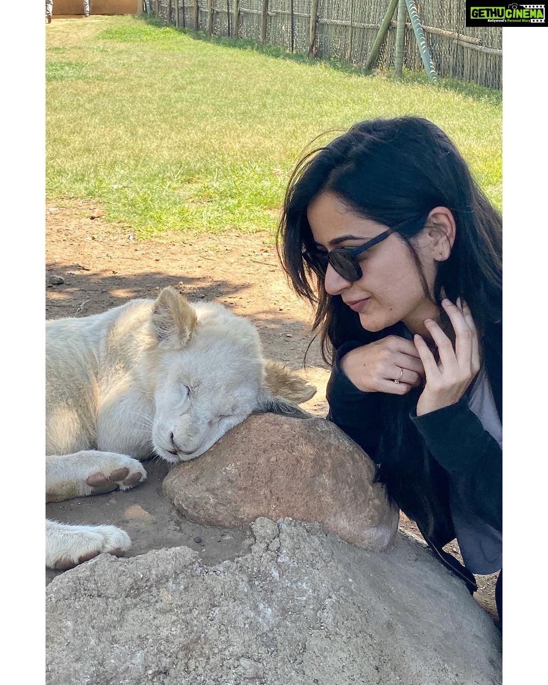 Ashika Ranganath Instagram - Hey Nala please wake up and say hi 🤚🏻🙈👻 Lion & Safari Park