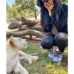 Ashika Ranganath Instagram - Best way to end our trip in South Africa! Huge thanks to team Raymo for making this happen ♥️ #lionandsafaripark🦁 #southafrica #cubs #lions Lion & Safari Park