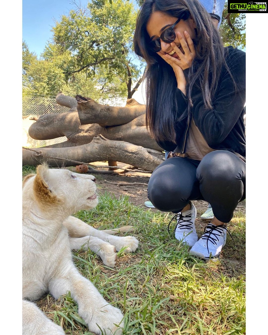Ashika Ranganath Instagram - Best way to end our trip in South Africa! Huge thanks to team Raymo for making this happen ♥️ #lionandsafaripark🦁 #southafrica #cubs #lions Lion & Safari Park