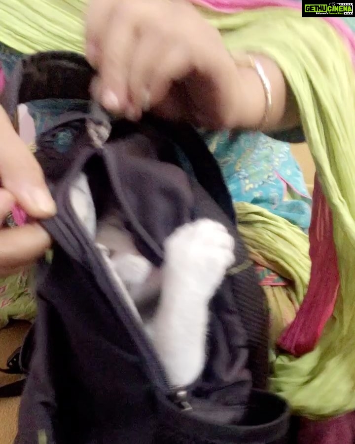 Ashika Ranganath Instagram - And she went inside my bag n when I zipped it .. this was her reaction 😍😘🎈