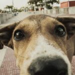 Ashwin Kakumanu Instagram – Pupparazzi.

Shot at Besant nagar beach during the lockdowns.

#photographer #muttsofinstagram #doggy