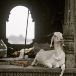 Ashwin Kakumanu Instagram - While the other muses in #PS1 were busy working, I found my own muse in Maheshwar. #goat #goatsofinstagram #ratchasamamaney #photography