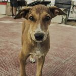 Ashwin Kakumanu Instagram - Pupparazzi. Shot at Besant nagar beach during the lockdowns. #photographer #muttsofinstagram #doggy