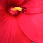 Chandra Lakshman Instagram – Today’s blooms.. 🌺
Morning walks are beautiful with these cuties for company and ofcourse my Mr..💕
GOOD MORNING FOLKS!!! 
@tosh.christy

#moongirl #lifeisbeautiful #blessed #love #positivevibes #instadaily #instareels #morningvibes Kochi, India