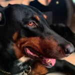 Daksha Nagarkar Instagram - My first love... My first priority... My first rescue... My first adoption.... I love you... Guess his name . Hint: he is lazer fast... #love #happy #pets #petstagram #petsofinstagram #dogsofinstagram #dogstagram #iloveyou #dobermanpinscher #dobermansofinstagram #doberman #dobermanpride #dobermaninstagram #doberman_pinschers #dobermandogs #doberman