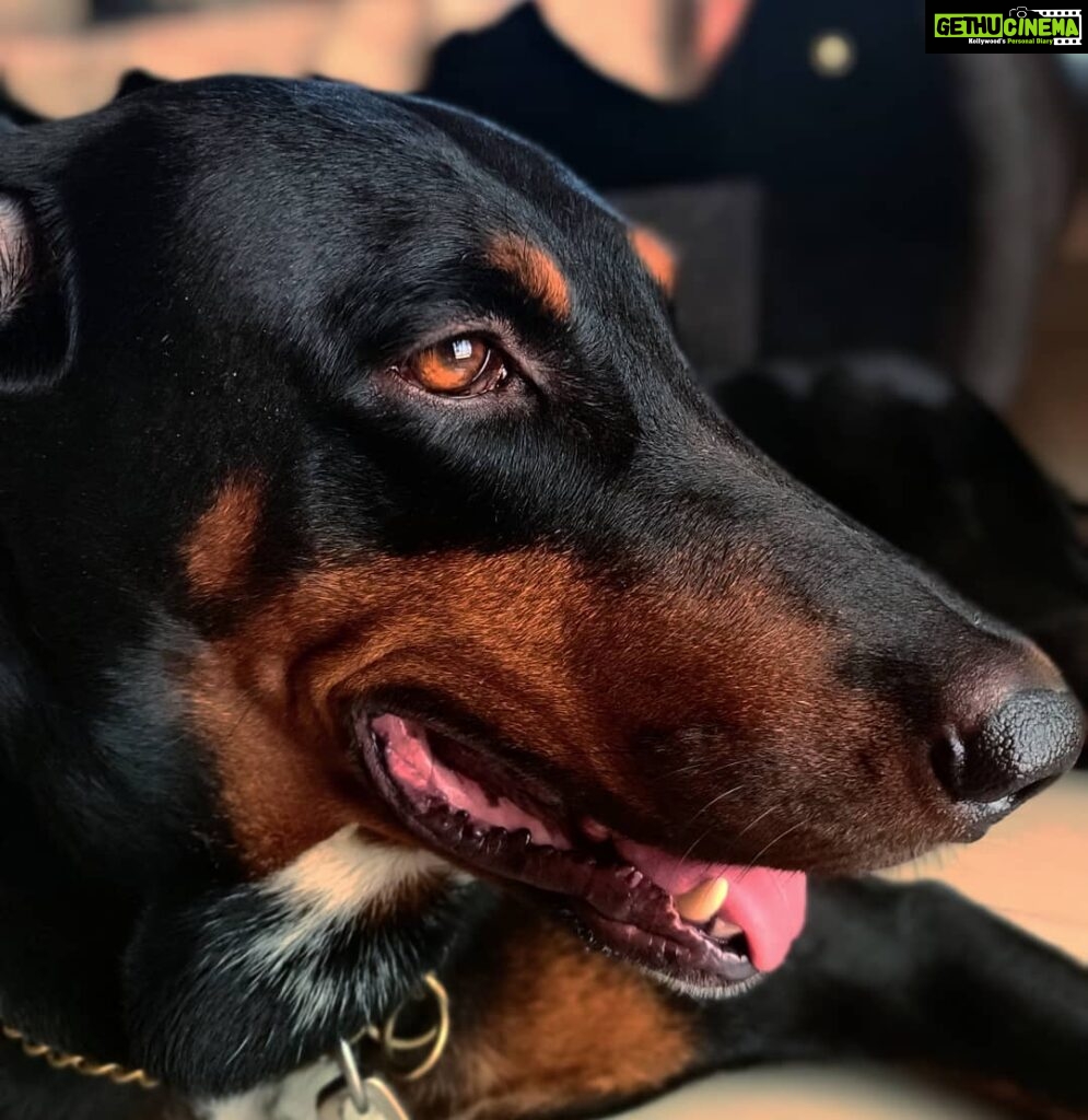 Daksha Nagarkar Instagram - My first love... My first priority... My first rescue... My first adoption.... I love you... Guess his name . Hint: he is lazer fast... #love #happy #pets #petstagram #petsofinstagram #dogsofinstagram #dogstagram #iloveyou #dobermanpinscher #dobermansofinstagram #doberman #dobermanpride #dobermaninstagram #doberman_pinschers #dobermandogs #doberman