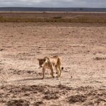 Elena Roxana Maria Fernandes Instagram - Safari time. . . . . #safari #travel #jungle #traveldiaries #kenya #travelkenya #summervibes #summer #leisure #travelandslay #shoot #gazelle #wildanimals #grass #savanna #beautiful #wild #wildlife #animals #lion Kenya