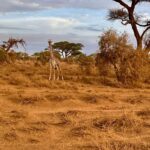 Elena Roxana Maria Fernandes Instagram - Into the wild! . . . . #safari #travel #jungle #traveldiaries #kenya #travelkenya #summervibes #summer #leisure #travelandslay #shoot #giraffe #deer #wildanimals #grass #savanna #beautiful #wild #wildlife Kenya