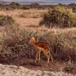 Elena Roxana Maria Fernandes Instagram - Safari time. . . . . #safari #travel #jungle #traveldiaries #kenya #travelkenya #summervibes #summer #leisure #travelandslay #shoot #gazelle #wildanimals #grass #savanna #beautiful #wild #wildlife #animals #lion Kenya