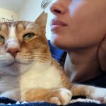 Elena Roxana Maria Fernandes Instagram - Life is better with a rescue street cat. . .or with 11 cats, like I have ❤️ . . . #cat #cats #catsofinstagram #better #life #fun #catsagram #petdiaries #happiness #happy #happytimes #furballs #grumpycat #funny #happy #pets #love #life #rescue #petrescue