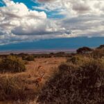 Elena Roxana Maria Fernandes Instagram – Into the wild! 
.
.
.
.

#safari #travel #jungle #traveldiaries #kenya #travelkenya #summervibes #summer #leisure #travelandslay #shoot #giraffe #deer #wildanimals #grass #savanna #beautiful #wild #wildlife Kenya