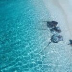 Elena Roxana Maria Fernandes Instagram - Just casually acting like stingrays are my pets and calling them so I can feed them 😂 . . 📸 @7zeppo Location: @kinanhotels #stingray #playful #blue #maldives #sea #adventure #summervibes #summer #swim #beach #travel #traveldiaries #shoot #maldivestravel #kinanhotels #pets #slay #bodypositivity #natural #joy #happy #play #ootd #outfitoftheday Maldives