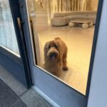 Farhan Akhtar Instagram – How much is that doggie in the window .. #poochperfect #FarOutdoors