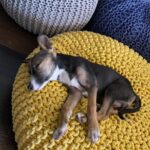 Farhan Akhtar Instagram - Mostly asleep since 2020. #itsadogslife #tystagram