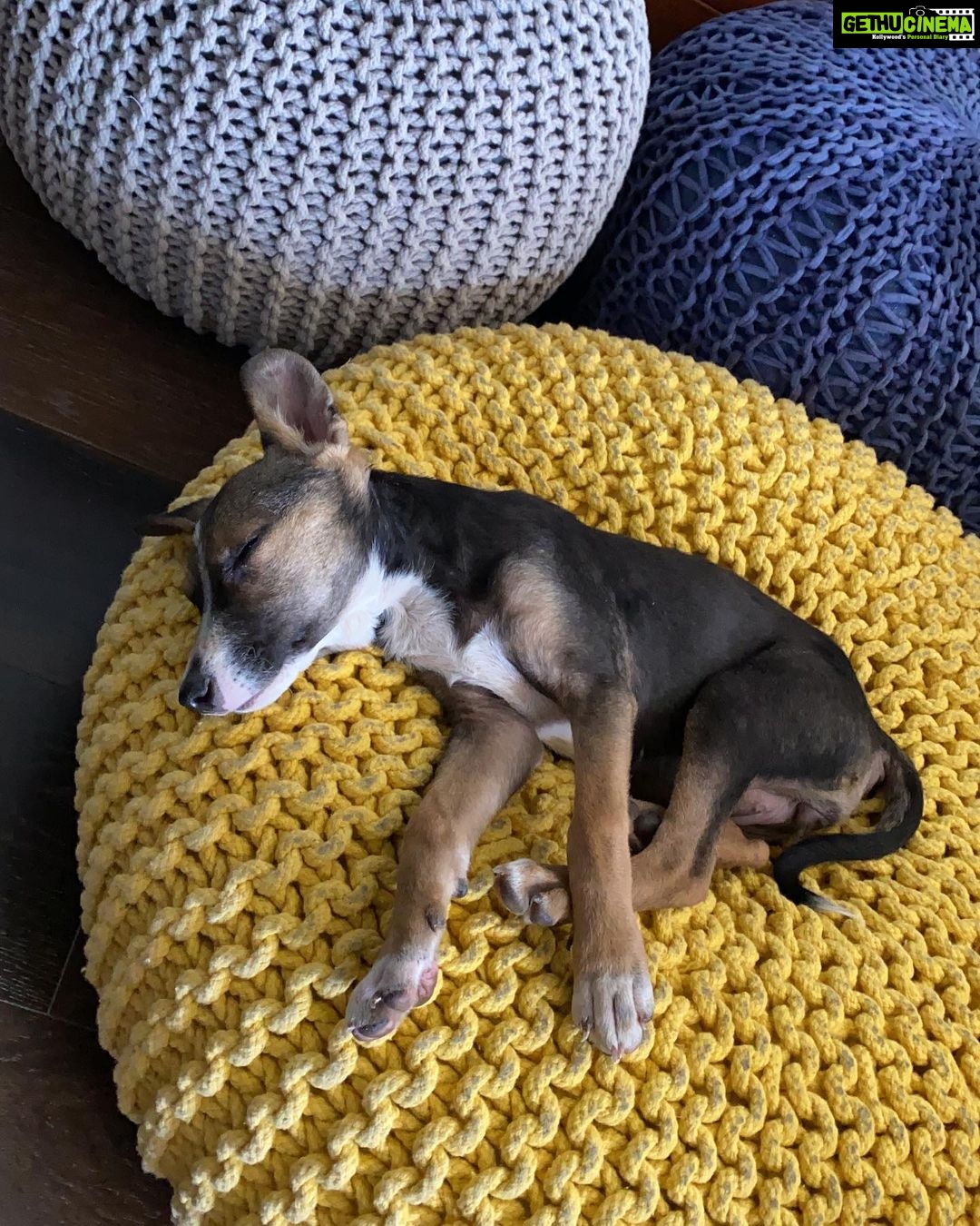 Farhan Akhtar Instagram - Mostly asleep since 2020. #itsadogslife #tystagram