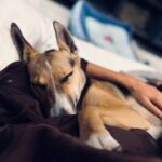 Farhan Akhtar Instagram - Mostly asleep since 2020. #itsadogslife #tystagram