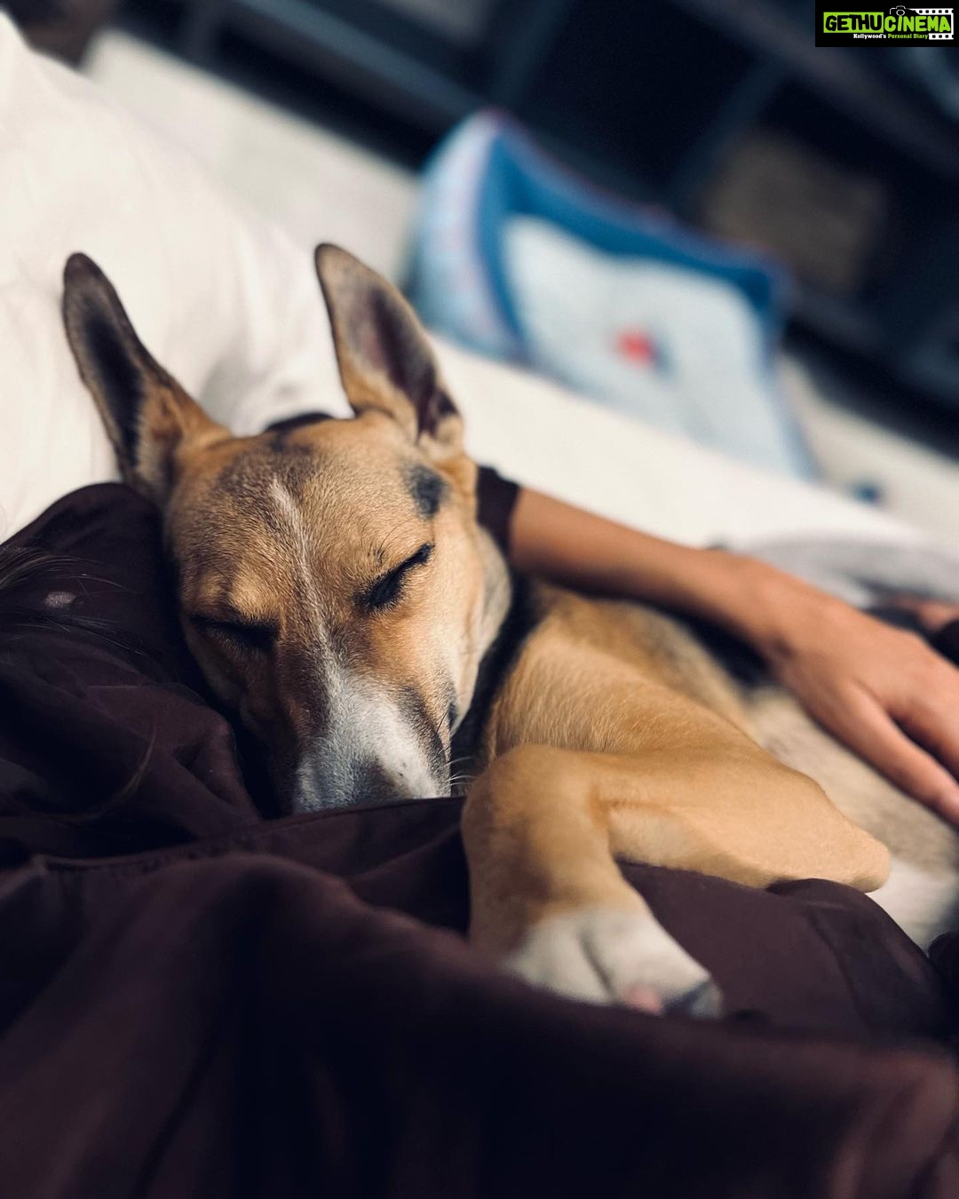 Farhan Akhtar Instagram - Mostly asleep since 2020. #itsadogslife #tystagram
