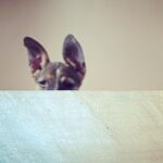 Farhan Akhtar Instagram - These ears have a dog #tystagram #adoptanindie #puppylove