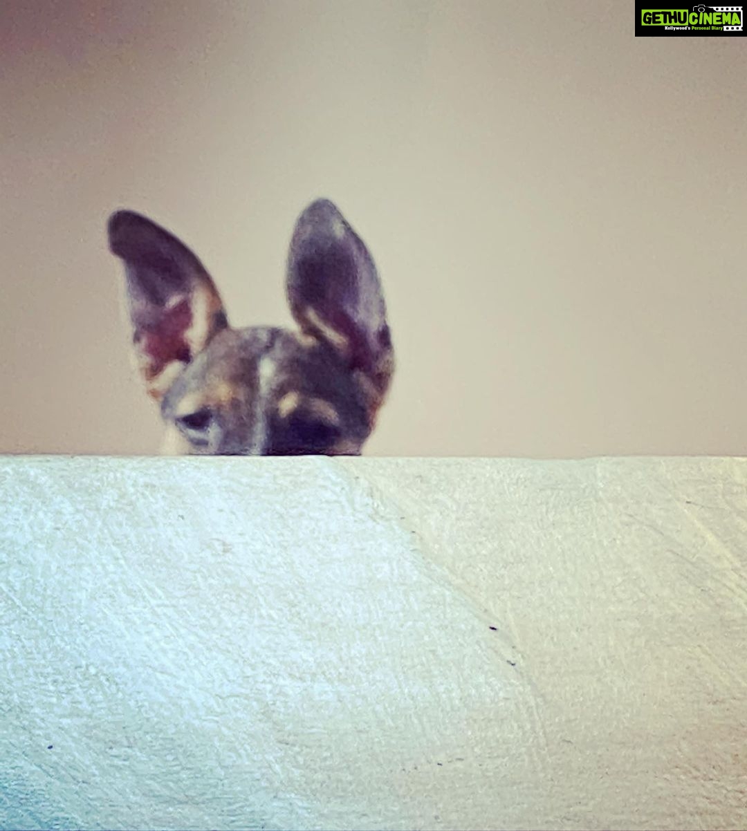 Farhan Akhtar Instagram - These ears have a dog #tystagram #adoptanindie #puppylove