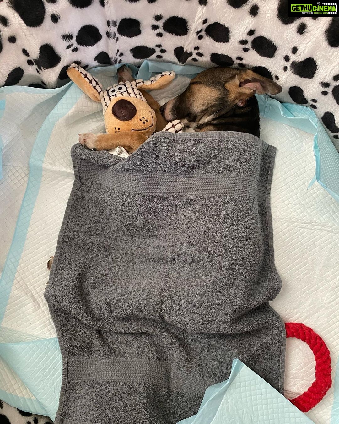 Farhan Akhtar Instagram - Here’s the littlest entry into the family .. Think we should call her Sleepyhead?? What say @shibanidandekar @akiraakhtar @chatdelalune ..? #puppylife #adoptastray #doglovers